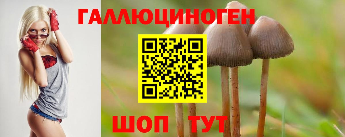Галлюциногенные грибы Psilocybine cubensis Куйбышев